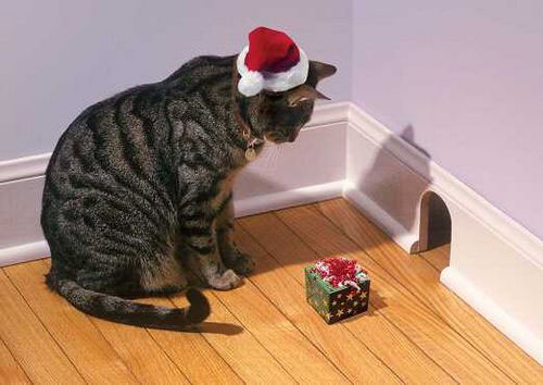 Christmas-Cat-teddybear64-27771002-500-3
